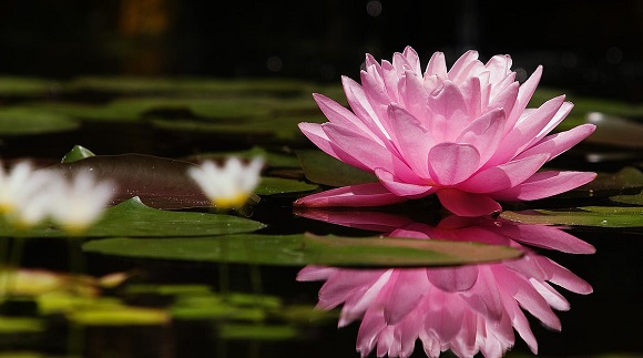 Imagem: Flor de Lotus | Torre da Vida por Maciel R Barbosa